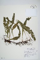 萊氏線蕨藏品圖，第1張