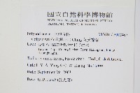 萊氏線蕨藏品圖，第2張