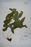 腸蕨藏品圖，第1張