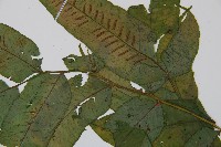 腸蕨藏品圖，第3張