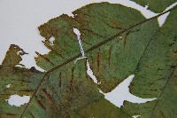 腸蕨藏品圖，第5張