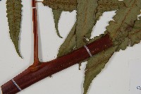 台灣樹蕨藏品圖，第3張