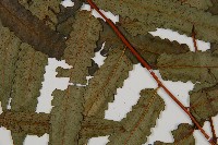 台灣樹蕨藏品圖，第4張