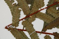 台灣樹蕨藏品圖，第5張