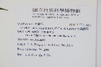 台灣樹蕨藏品圖，第2張