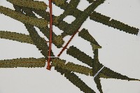 台灣樹蕨藏品圖，第3張