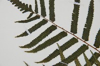 台灣樹蕨藏品圖，第5張