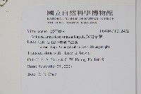 姬書帶蕨藏品圖，第2張