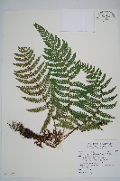 黑鱗耳蕨藏品圖，第1張