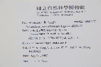 黑鱗耳蕨藏品圖，第2張