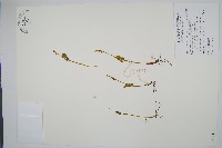 扇羽陰地蕨藏品圖，第1張