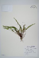 鐵角蕨藏品圖，第1張