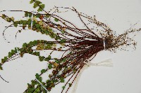 鐵角蕨藏品圖，第3張