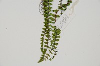 鐵角蕨藏品圖，第4張