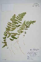 能高鱗毛蕨藏品圖，第1張