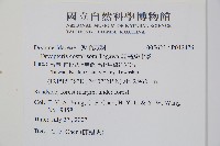 能高鱗毛蕨藏品圖，第2張