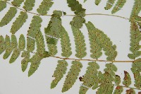 能高鱗毛蕨藏品圖，第3張