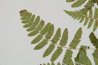 能高鱗毛蕨藏品圖，第4張