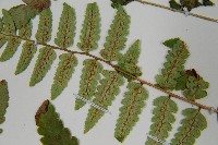 能高鱗毛蕨藏品圖，第5張