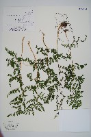 亞德氏蹄蓋蕨、假冷蕨藏品圖，第1張