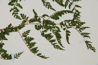 亞德氏蹄蓋蕨、假冷蕨藏品圖，第3張