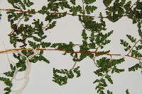 亞德氏蹄蓋蕨、假冷蕨藏品圖，第4張