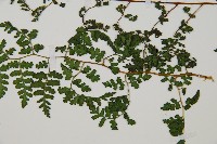 亞德氏蹄蓋蕨、假冷蕨藏品圖，第5張