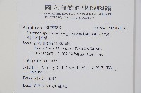 細裂羽節蕨藏品圖，第2張