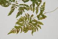 細裂羽節蕨藏品圖，第3張