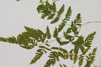 細裂羽節蕨藏品圖，第4張