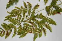 細裂羽節蕨藏品圖，第5張