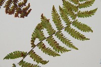 登錄號:P012480藏品圖，第3張