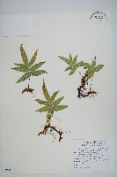 玉山茀蕨藏品圖，第1張