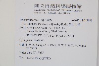 麗江耳蕨藏品圖，第2張