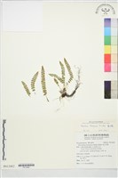 麗江耳蕨藏品圖，第2張