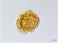 網脈突齒蕨藏品圖，第1張