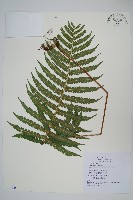 密毛小毛蕨藏品圖，第1張