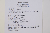 屋久複葉耳蕨藏品圖，第2張