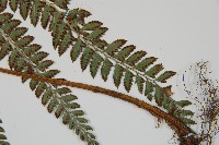 屋久複葉耳蕨藏品圖，第4張