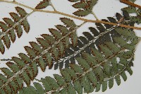 屋久複葉耳蕨藏品圖，第5張