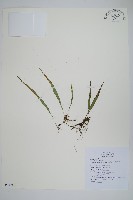 擬芨瓦葦藏品圖，第1張