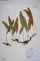 爪哇舌蕨藏品圖，第1張