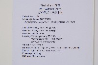 爪哇舌蕨藏品圖，第2張