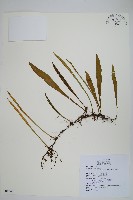 柳葉劍蕨藏品圖，第1張