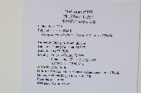 柳葉劍蕨藏品圖，第2張