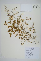 海金沙藏品圖，第1張