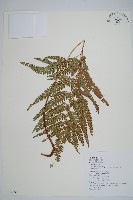 細葉複葉耳蕨藏品圖，第1張