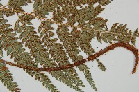 細葉複葉耳蕨藏品圖，第3張