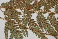 細葉複葉耳蕨藏品圖，第4張