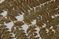 細葉複葉耳蕨藏品圖，第5張